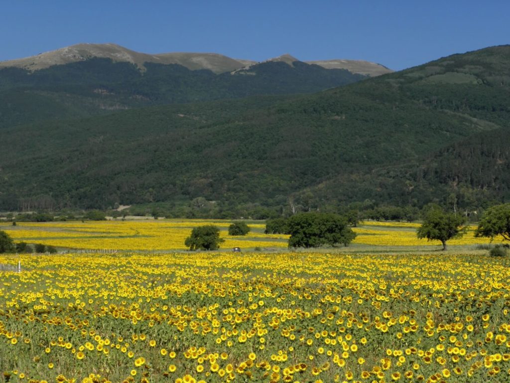 Sunflower fields, Bulgaria