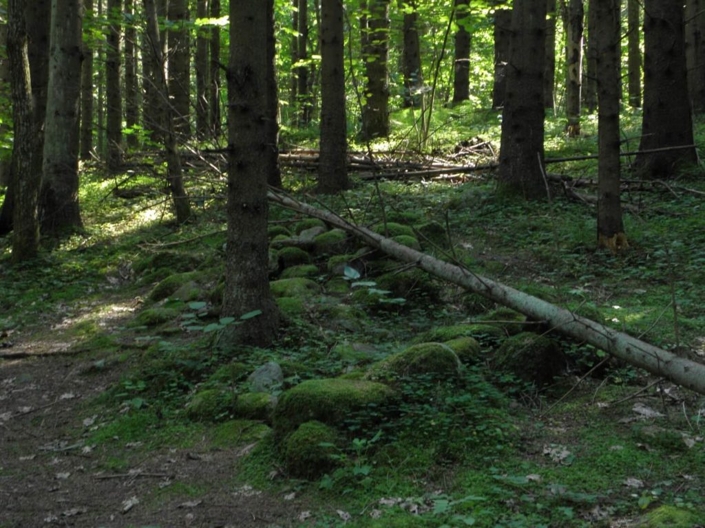 In the forests Pokaiņu mezs, Latvia