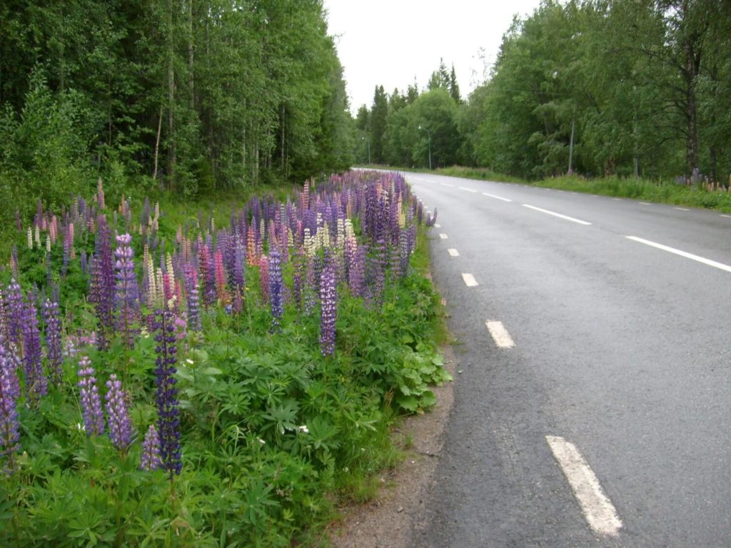Pobocza dróg w Szwecji porośnięte łubinem