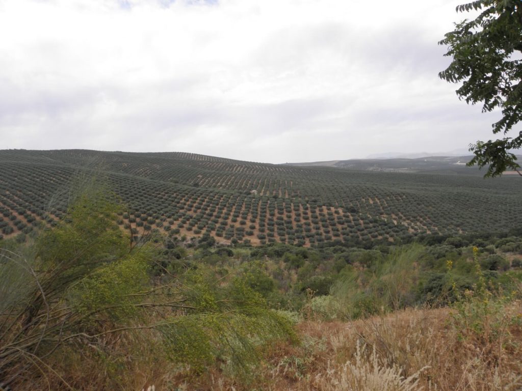 Olive plantations on the Spanish hills